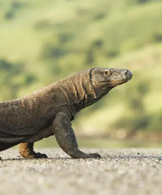 Echte Drachen erleben im Komodo Nationalpark